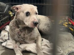 O cachorro de Happy Valley chamado Sweetie foi resgatado de um lago artificial. e leve-o ao veterinário