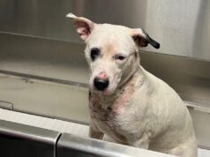 Na foto: Sweetie, a cadela se recuperando dos ferimentos. Pronto para adoção após resgate na lagoa.