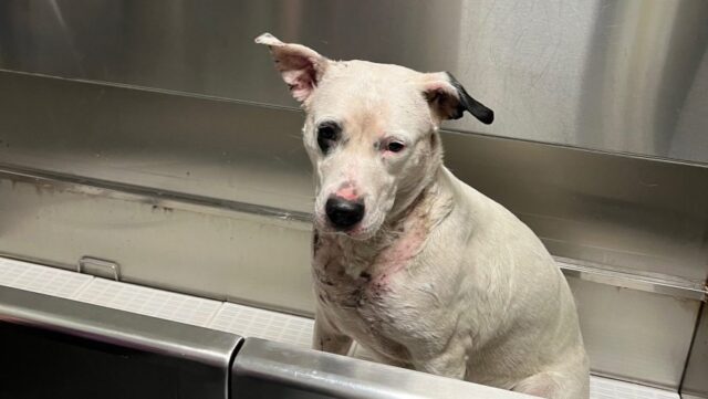 Sweetie-the-dog-poses-recoverd-with-Northwest-Veterinary-Specialists-after-being-rescued-from-a-manm.jpeg