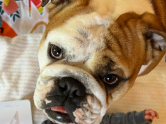 A mãe tentou tirar fotos durante quatro meses. Frustrada com o que o cachorro faria a seguir.