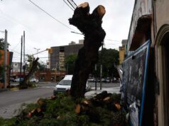 O município multou quem podou as árvores Alsina e Belgrano