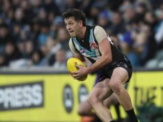 Os botões estão florescendo como um macaco sábio como o poder das Águias