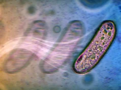 Novas maneiras surpreendentes de espalhar bactérias sem hélices