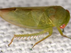 Cientistas descobriram sete estranhos insetos parecidos com sapos escondidos nas florestas tropicais de Uganda