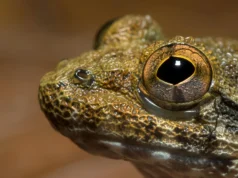 Cientistas descobriram uma espécie escondida entre os “rãs com presas” de Bornéu