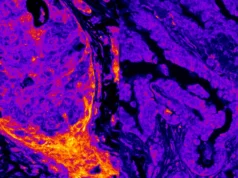 O metabolismo oculto é revelado no núcleo da célula