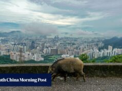Solicite uma revisão de como Hong Kong gerencia javalis e búfalos.