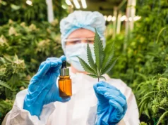 Um estudo mostra que os compostos de cannabis CBD e CBG podem ajudar a reverter a doença hepática gordurosa