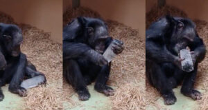 Qual campeão deve usar o cristal?