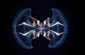 Esta antiga criatura marinha pode já ter tido um cérebro