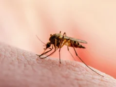 Cientistas descobriram uma proteína sem a qual os parasitas da malária não podem viver