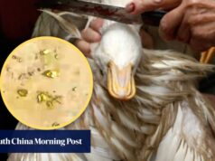 Um chinês descobriu partículas de ouro pesando 10 gramas no estômago de um pato, no valor de 1.800 dólares americanos.