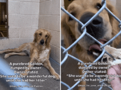 Abrigo derrama lágrimas Razões pelas quais os proprietários abandonam os ‘maravilhosos’ Golden Retrievers