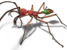 Um acelerador de partículas ajudou os cientistas a criar formigas 3D impressionantes