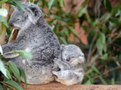 Os coalas sobreviveram a um declínio populacional devastador e o seu ADN está a ser restaurado