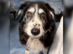 Cachorro de 14 anos com o coração partido em abrigo superlotado após perder dono