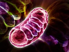 Cientistas desvendam o mistério da molécula de vitamina B5 que alimenta suas células
