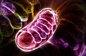 Cientistas desvendam o mistério da molécula de vitamina B5 que alimenta suas células
