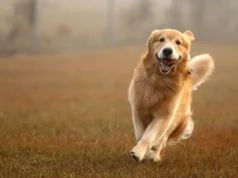 Genes do Golden Retriever estão associados à ansiedade, agressão e inteligência em humanos