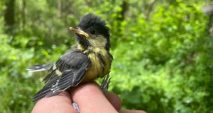 O clima extremo atinge fortemente os pintinhos, de acordo com um estudo de 60 anos