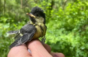 O clima extremo atinge fortemente os pintinhos, de acordo com um estudo de 60 anos