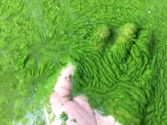 Cientistas descobriram um minúsculo fungo oceânico que destrói algas tóxicas