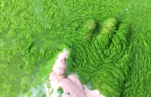 Cientistas descobriram um minúsculo fungo oceânico que destrói algas tóxicas