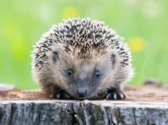 Os cientistas descobriram que os ouriços podem ouvir ultrassom e isso pode salvá-los dos carros