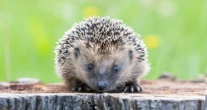 Os cientistas descobriram que os ouriços podem ouvir ultrassom e isso pode salvá-los dos carros