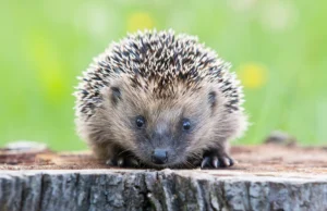 Os cientistas descobriram que os ouriços podem ouvir ultrassom e isso pode salvá-los dos carros