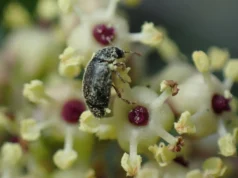 Cientistas descobriram um acordo secreto entre uma planta e besouros