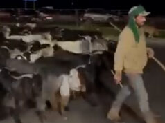 Pessoas seguem este pastor que foge do ataque israelense no Líbano | Israel ataca o Líbano