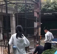 Momento horrível: uma menina de 10 anos é atacada por um LEÃO enquanto alimentava animais no zoológico enquanto sua família tenta tirá-la das garras da fera