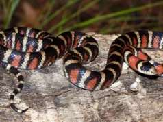 Para cada espécie de vertebrado conhecida, mais duas podem estar escondidas à vista de todos