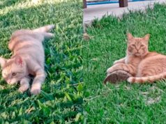 Uma mulher relatou que seu gato foi assassinado e enforcado em sua casa