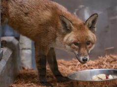 Brit Fox faz uma viagem de 3.000 milhas em um barco de transporte de automóveis até Nova York antes de encontrar um novo lar