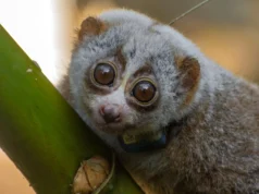 Soltar na natureza pode ser mortal para lóris lentos resgatados, mostra estudo