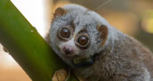 Soltar na natureza pode ser mortal para lóris lentos resgatados, mostra estudo