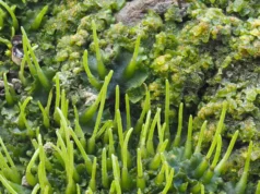 Os cientistas descobriram um pequeno truque com plantas que pode aumentar a produtividade