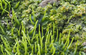 Os cientistas descobriram um pequeno truque com plantas que pode aumentar a produtividade