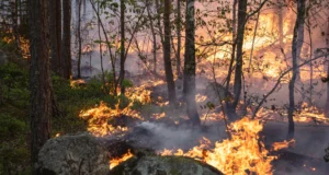 Modelos climáticos podem perder grandes emissões de carbono provenientes de incêndios florestais boreais