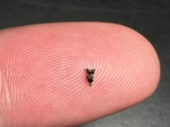 Dentes menores que a ponta de um dedo indicam o primeiro ancestral primata