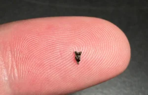 Dentes menores que a ponta de um dedo indicam o primeiro ancestral primata