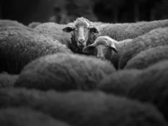 Uma ovelha de 4.000 anos revela o mistério de uma antiga praga