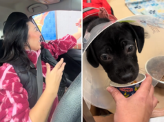 Mulher recebe tigelas para cachorros em abrigo. Depois houve uma calorosa surpresa.