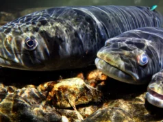 As populações de peixes de água doce diminuíram 81% à medida que as migrações fluviais cessaram