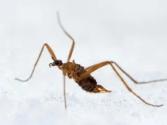 Cientistas encontraram um besouro que gera seu próprio calor no frio