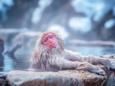 O que os banhos de vapor dos macacos da neve realmente fazem com seus corpos