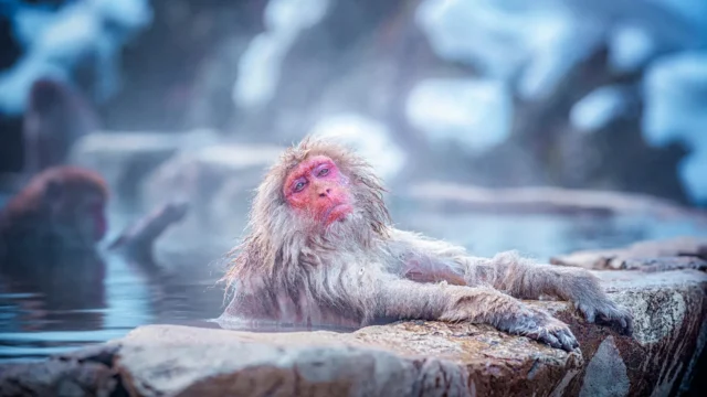 snow-monkey-soak-in-japan.webp.webp