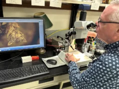 Um pequeno pedaço de musgo ajudou a resolver um crime chocante em um cemitério